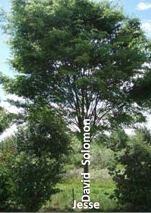 A imagem que Isaías utilizou da dinastia como uma árvore